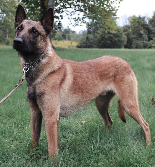 Dog Training Bucks County at Absolute Canine