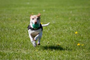 a dog running with a ball on his mouth - Absolute Canine